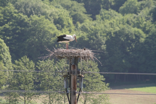 Kleinmuerbisch Burgenland Gemeinde Südburgenland Urlaub Natur Sonne