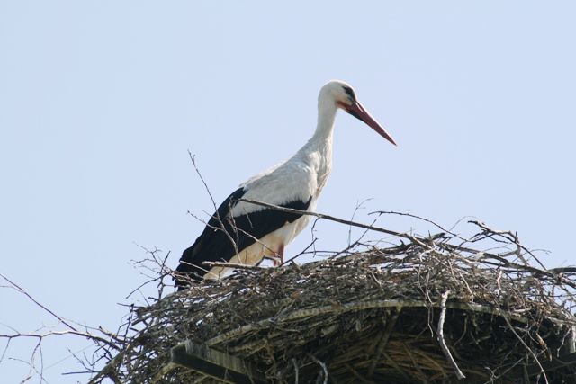 Read more about the article Storch in Kleinmürbisch gelandet