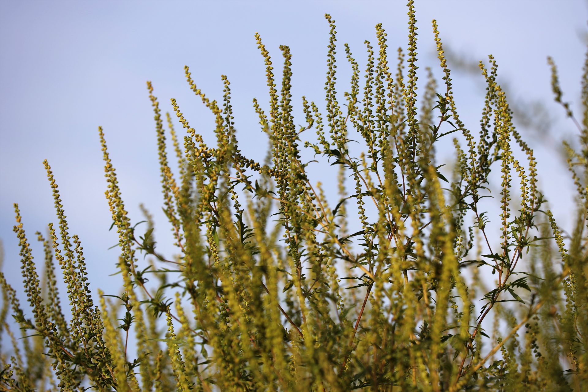 Mehr über den Artikel erfahren Ragweed-Saison 2026 – jetzt handeln!