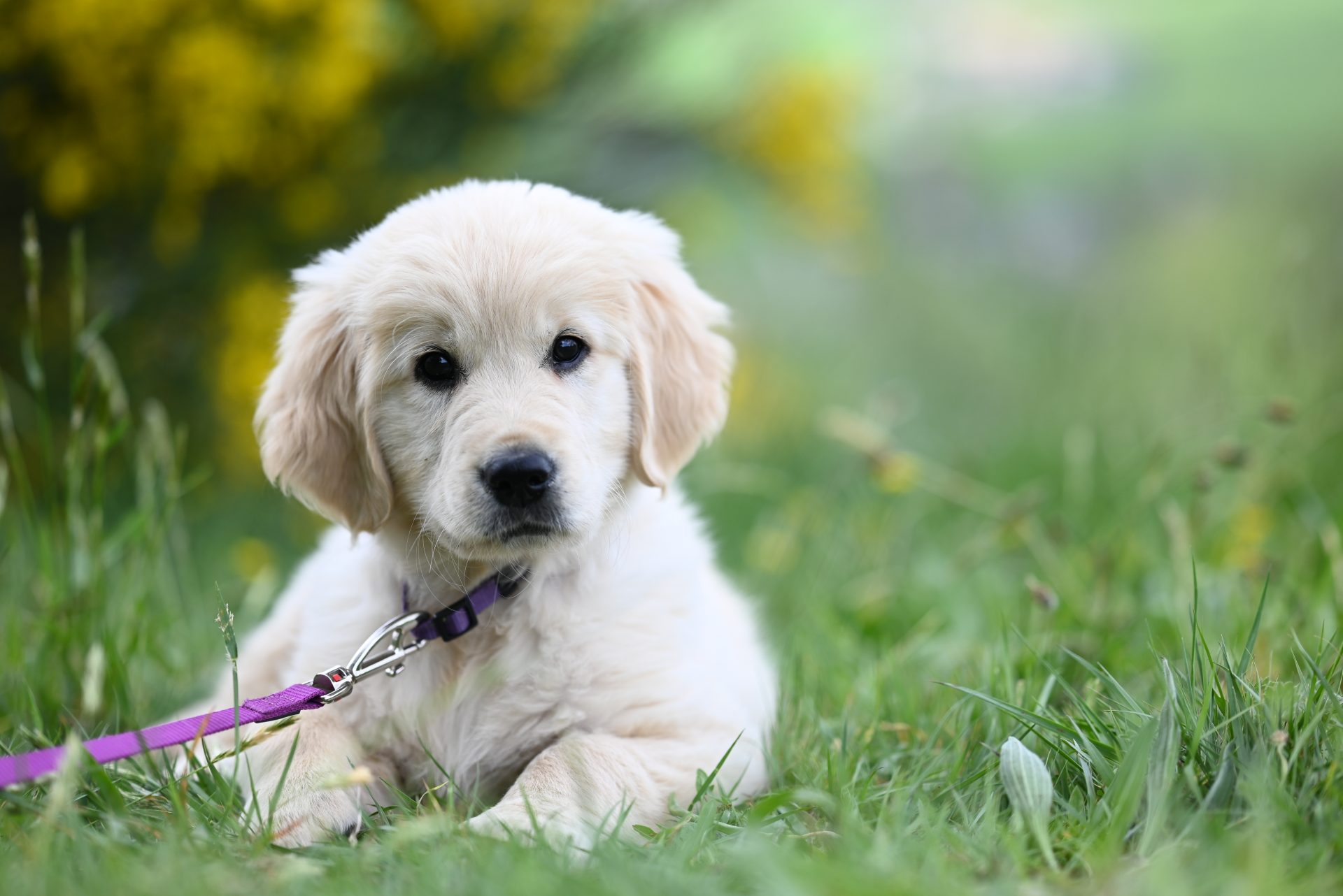 Mehr über den Artikel erfahren Sachkundenachweis für Hundehalter:innen